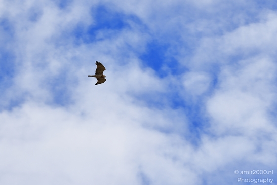 Buzzard_Gliding_Under_Broken_Clouds_In_Hula_Nature_Reserve_Birds_Photography_nature_Photography_Canon_EOS_R5_Mark_II_2025_002.JPG