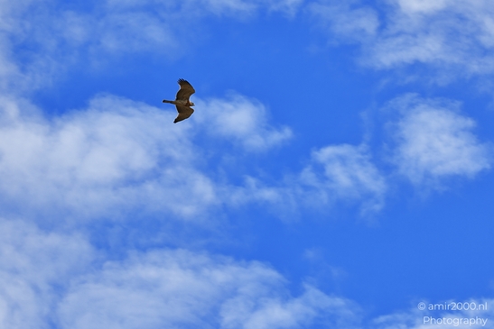Buzzard_Gliding_Under_Broken_Clouds_In_Hula_Nature_Reserve_Birds_Photography_nature_Photography_Canon_EOS_R5_Mark_II_2025_003.JPG