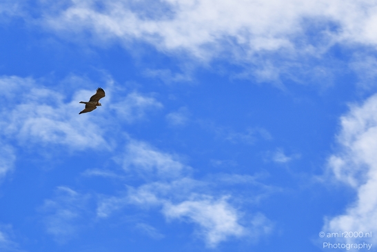 Buzzard_Gliding_Under_Broken_Clouds_In_Hula_Nature_Reserve_Birds_Photography_nature_Photography_Canon_EOS_R5_Mark_II_2025_004.JPG