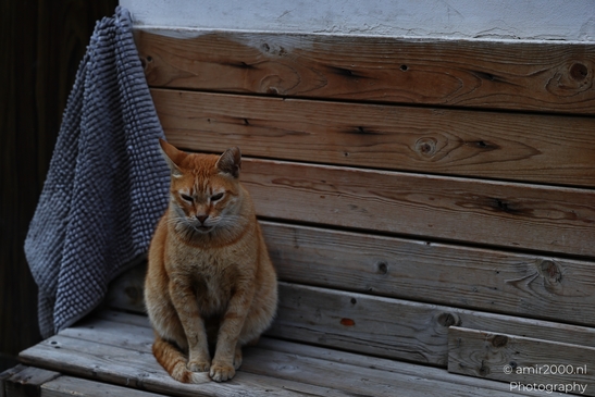 Cat_On_Wooden_Bench_With_Blanket_In_Tel_Aviv_Animal_Photography_nature_Photography_Canon_EOS_R5_Mark_II_2025_001.JPG