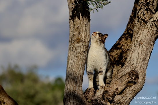 Cat_on_a_tree_at_the_park_Animal_Photography_Nature_Photography_Canon_EOS_R5_Mark_II_2025_001.JPG