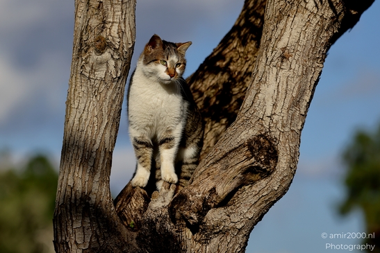 Cat_on_a_tree_at_the_park_Animal_Photography_Nature_Photography_Canon_EOS_R5_Mark_II_2025_002.JPG