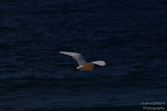 Cattle_Egret_Flying_Low_Mediterranean_Sea_Birds_Photography_nature_Photography_Canon_EOS_R5_Mark_II_2025_001.JPG