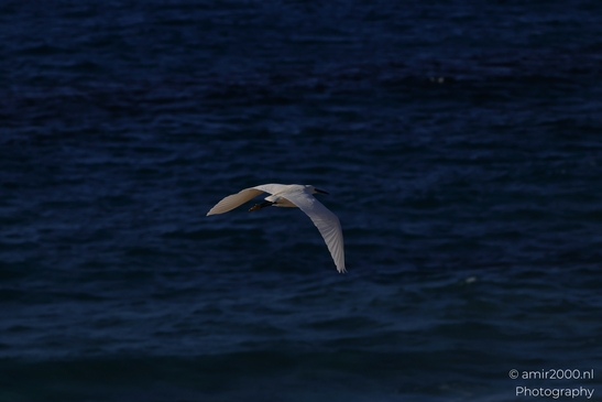 Cattle_Egret_Flying_Low_Mediterranean_Sea_Birds_Photography_nature_Photography_Canon_EOS_R5_Mark_II_2025_002.JPG