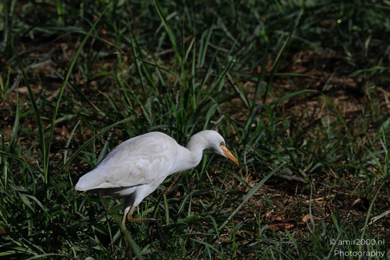 Cattle_Egret_Hunting_In_Hula_Nature_Reserve_Birds_Photography_nature_Photography_Canon_EOS_R5_Mark_II_2025_001.JPG