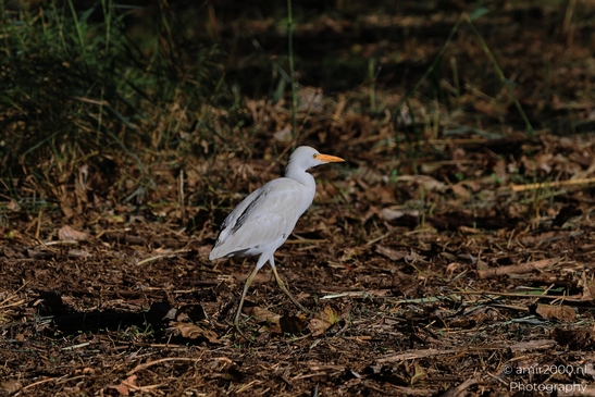Cattle_Egret_On_Mudflat_In_Hula_Nature_Reserve_Birds_Photography_nature_Photography_Canon_EOS_R5_Mark_II_2025_001.JPG