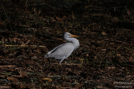 Cattle_Egret_On_Mudflat_In_Hula_Nature_Reserve_Birds_Photography_nature_Photography_Canon_EOS_R5_Mark_II_2025_002.JPG