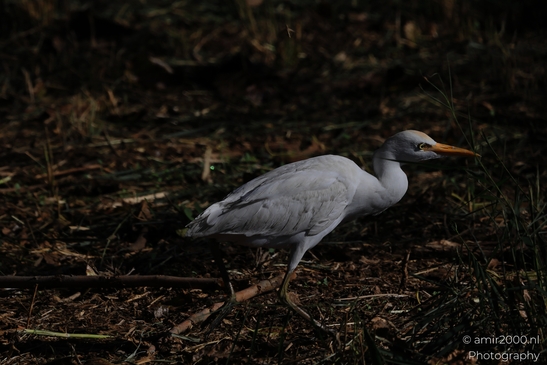Cattle_Egret_On_Mudflat_In_Hula_Nature_Reserve_Birds_Photography_nature_Photography_Canon_EOS_R5_Mark_II_2025_003.JPG