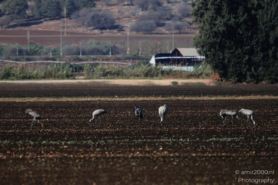 Common_Cranes_Foraging_In_Hula_Nature_Reserve_Birds_Photography_nature_Photography_Canon_EOS_R5_Mark_II_2025_001.JPG