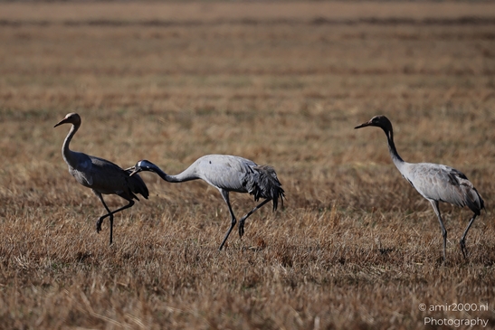 Common_Cranes_Foraging_In_Hula_Nature_Reserve_Birds_Photography_nature_Photography_Canon_EOS_R5_Mark_II_2025_002.JPG