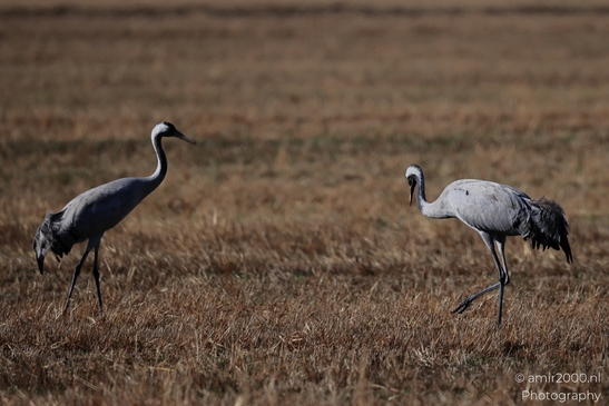 Common_Cranes_Foraging_In_Hula_Nature_Reserve_Birds_Photography_nature_Photography_Canon_EOS_R5_Mark_II_2025_003.JPG