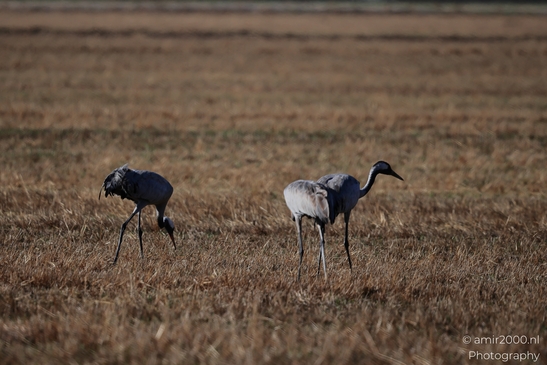 Common_Cranes_Foraging_In_Hula_Nature_Reserve_Birds_Photography_nature_Photography_Canon_EOS_R5_Mark_II_2025_004.JPG