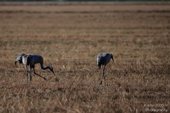 Common_Cranes_Foraging_In_Hula_Nature_Reserve_Birds_Photography_nature_Photography_Canon_EOS_R5_Mark_II_2025_005.JPG