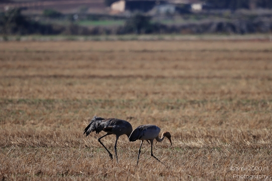 Common_Cranes_Foraging_In_Hula_Nature_Reserve_Birds_Photography_nature_Photography_Canon_EOS_R5_Mark_II_2025_006.JPG