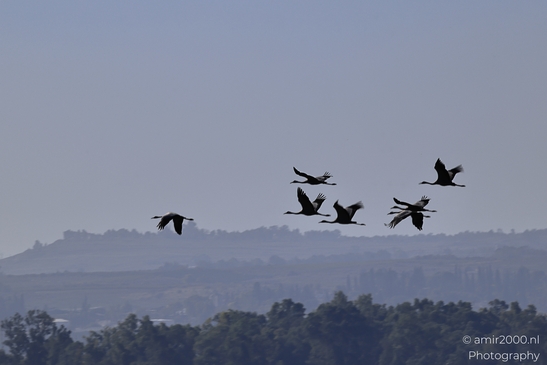 Common_Cranes_In_Flight_Avian_Elegance_In_Hula_Nature_Reserve_Birds_Photography_nature_Photography_Canon_EOS_R5_Mark_II_2025_001.JPG