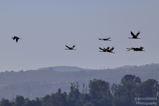 Common_Cranes_In_Flight_Avian_Elegance_In_Hula_Nature_Reserve_Birds_Photography_nature_Photography_Canon_EOS_R5_Mark_II_2025_002.JPG