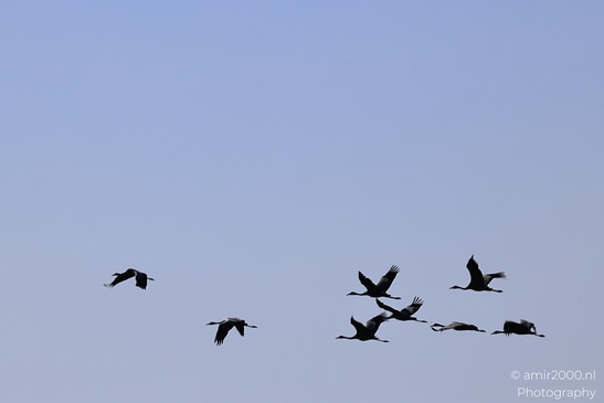 Common_Cranes_In_Flight_Avian_Elegance_In_Hula_Nature_Reserve_Birds_Photography_nature_Photography_Canon_EOS_R5_Mark_II_2025_003.JPG