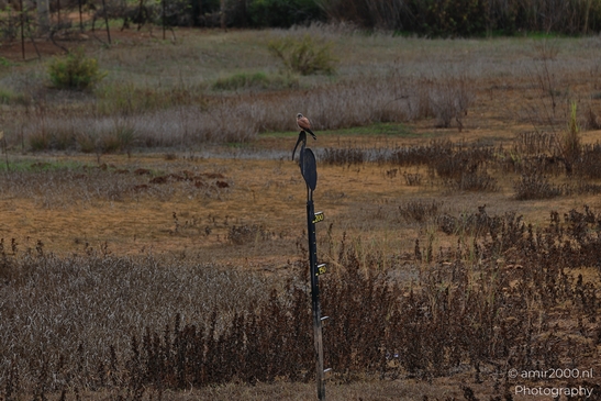 Common_Kestrel_Perched_Park_Ariel_Sharon_Birds_Photography_nature_Photography_Canon_EOS_R5_Mark_II_2025_001.JPG