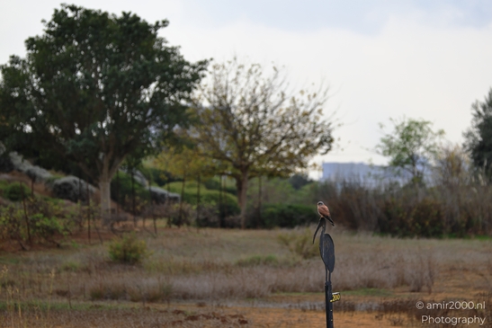 Common_Kestrel_Perched_Park_Ariel_Sharon_Birds_Photography_nature_Photography_Canon_EOS_R5_Mark_II_2025_002.JPG