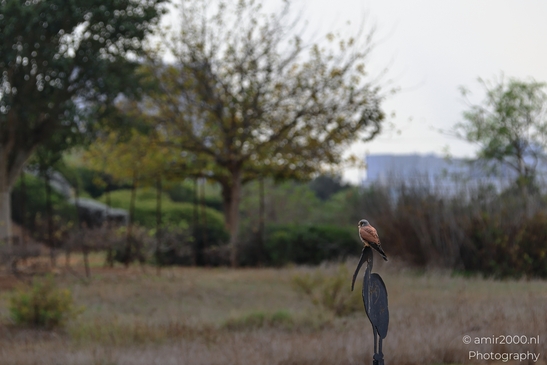 Common_Kestrel_Perched_Park_Ariel_Sharon_Birds_Photography_nature_Photography_Canon_EOS_R5_Mark_II_2025_003.JPG