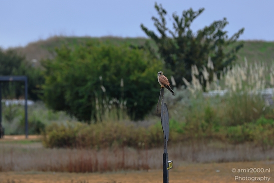 Common_Kestrel_Perched_Park_Ariel_Sharon_Birds_Photography_nature_Photography_Canon_EOS_R5_Mark_II_2025_004.JPG