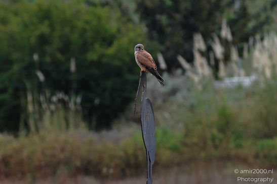 Common_Kestrel_Perched_Park_Ariel_Sharon_Birds_Photography_nature_Photography_Canon_EOS_R5_Mark_II_2025_005.JPG