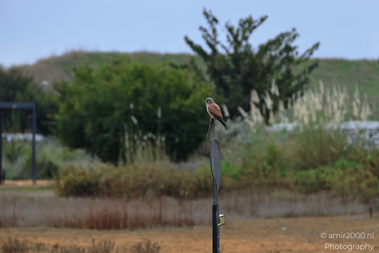 Common_Kestrel_Perched_Park_Ariel_Sharon_Birds_Photography_nature_Photography_Canon_EOS_R5_Mark_II_2025_006.JPG