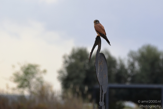 Common_Kestrel_Perched_Park_Ariel_Sharon_Birds_Photography_nature_Photography_Canon_EOS_R5_Mark_II_2025_007.JPG