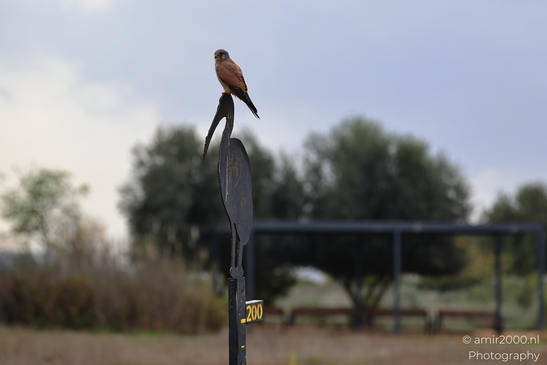 Common_Kestrel_Perched_Park_Ariel_Sharon_Birds_Photography_nature_Photography_Canon_EOS_R5_Mark_II_2025_008.JPG