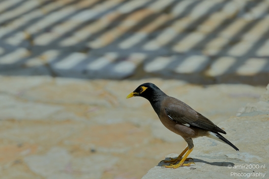 Common_Myna_in_the_summer_Birds_Photography_Nature_Photography_Canon_EOS_R5_Mark_II_2025_001.JPG