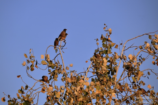 Common_Mynas_Perched_On_A_Tree_Branch_With_Autumn_Leaves_Ariel_Sharon_Park_Birds_Photography_nature_Photography_Canon_EOS_R5_Mark_II_2025_001.JPG