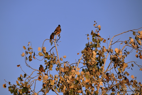 Common_Mynas_Perched_On_A_Tree_Branch_With_Autumn_Leaves_Ariel_Sharon_Park_Birds_Photography_nature_Photography_Canon_EOS_R5_Mark_II_2025_002.JPG