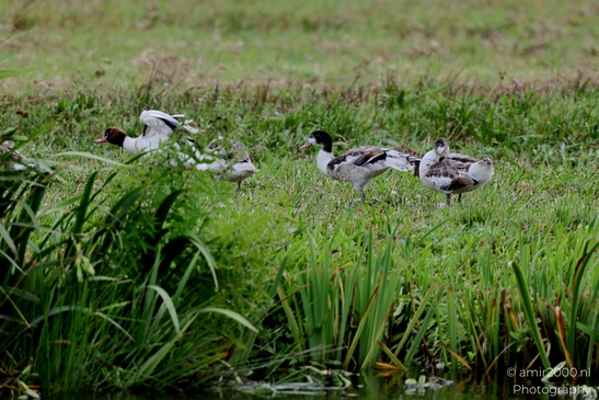 Common_Shelduck_with_Young_Birds_Photography_Nature_Photography_Canon_EOS_R5_Mark_II_2025_001.JPG