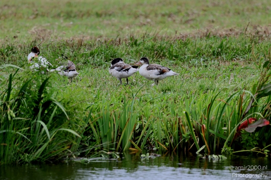 Common_Shelduck_with_Young_Birds_Photography_Nature_Photography_Canon_EOS_R5_Mark_II_2025_002.JPG