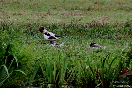Common_Shelduck_with_Young_Birds_Photography_Nature_Photography_Canon_EOS_R5_Mark_II_2025_003.JPG