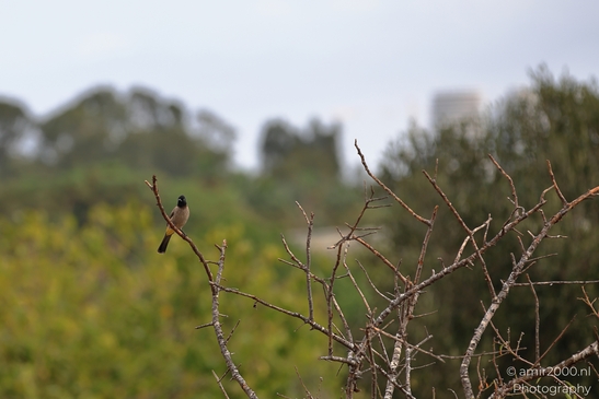 A Common Bulbul perched on a dry branch in Ariel Sharon Park. - image from year 2025 #001