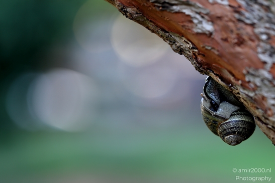 Common_garden_snail_on_a_tree_Animal_Photography_Nature_Photography_Canon_EOS_R5_Mark_II_2025_001.JPG