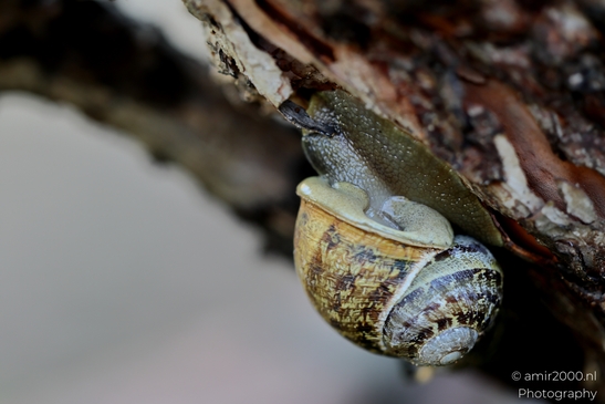 Common_garden_snail_on_a_tree_Animal_Photography_Nature_Photography_Canon_EOS_R5_Mark_II_2025_003.JPG