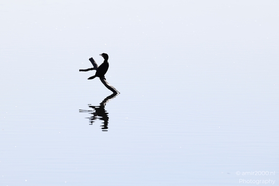 Cormorant_Perched_On_A_Branch_With_Reflection_In_Hula_Nature_Reserve_Birds_Photography_nature_Photography_Canon_EOS_R5_Mark_II_2025_001.JPG