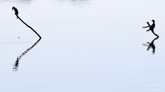 Cormorant_Perched_On_A_Branch_With_Reflection_In_Hula_Nature_Reserve_Birds_Photography_nature_Photography_Canon_EOS_R5_Mark_II_2025_002.JPG