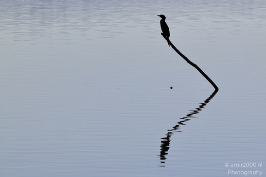Cormorant_Perched_On_A_Branch_With_Reflection_In_Hula_Nature_Reserve_Birds_Photography_nature_Photography_Canon_EOS_R5_Mark_II_2025_004.JPG