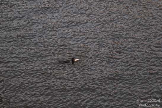 Cormorant with fish in his beak. - image from year 2025 #001