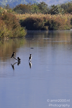 Cormorants_Perched_On_A_Log_In_Calm_Waters_In_Hula_Nature_Reserve_Birds_Photography_nature_Photography_Canon_EOS_R5_Mark_II_2025_001.JPG