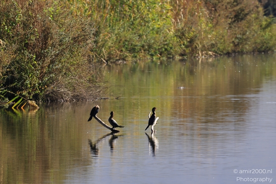 Cormorants_Perched_On_A_Log_In_Calm_Waters_In_Hula_Nature_Reserve_Birds_Photography_nature_Photography_Canon_EOS_R5_Mark_II_2025_002.JPG