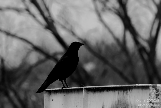Crow_in_a_winter_day_Amsterdam_Netherlands_Usa_Nature_Canon_EOS_R5_Mark_II_2025_001.JPG