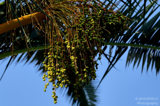 Dates_Tel_Aviv_jaffa_Israel_Nature_Photography_Canon_EOS_R5_Mark_II_2025_001.JPG