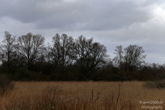 Diemerpolder_winter_day_Diemen_Netherlands_Nature_Canon_EOS_R5_Mark_II_2025_001.JPG