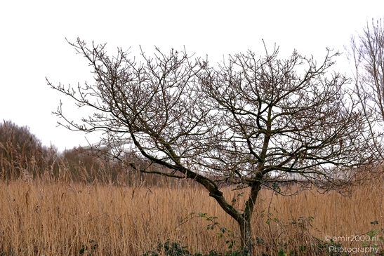 Diemerpolder_winter_day_Diemen_Netherlands_Nature_Canon_EOS_R5_Mark_II_2025_003.JPG