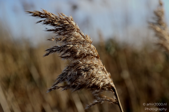 Diemerpolder_winter_scenery_sunny_day_Diemen_Netherlands_Nature_Photography_Canon_EOS_R5_Mark_II_2025_004.JPG