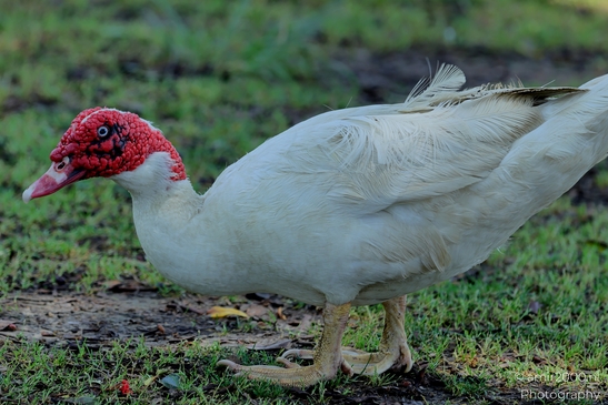 Domestic_Muscovy_duck_Birds_Photography_Nature_Photography_Canon_EOS_R5_Mark_II_2025_001.JPG